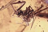 Fossil Spiders, Millipede, Cricket, Barklouse and More in Amber #349417-1